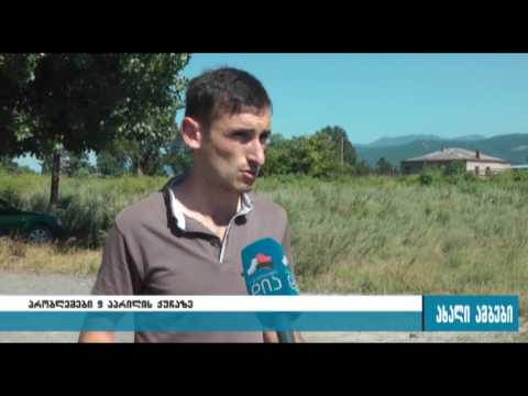 ხაშურში ქვეწარმავლები მომრავლდნენ 14.07.2016