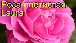 Роза плетистая Лаура. Краткий обзор, описание характеристик, где купить саженцы Laura