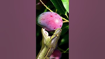 Elephant stuck in tree roots? Real or CGI 😱 #youtubeshorts