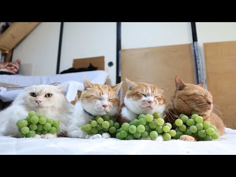 じゃれねこ『3月☆16 ぶどう』 じゃれねこ『3月☆16 ぶどう』 【公式通販】