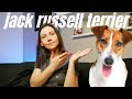 Jack Russell Terrier, czyli pies z Maski | Rasy Psów odc. 2 の動画、YouTube動画。