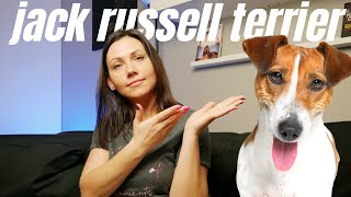 Jack Russell Terrier, czyli pies z Maski | Rasy Psów odc. 2