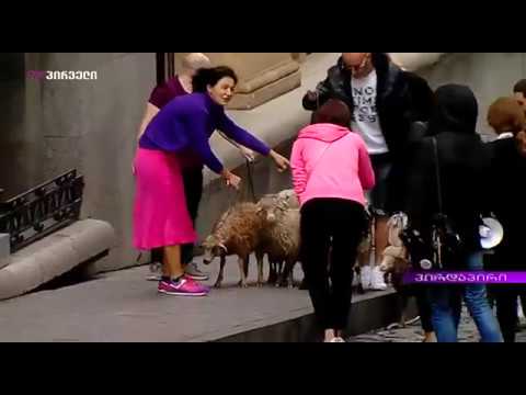 \"სირცხვილიას\" ორგანიზატორებმა პარლამენტთან ცხვრები მიიყვანეს