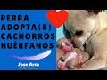 ✅ Perra Mestiza ADOPTA  (8) Cachorros HUERFANOS 🎯