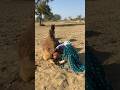 يراقب الشقيقان بعناية ما يتم إخراجه من الإناء المكسور خلف الجمل Youtubeshorts 