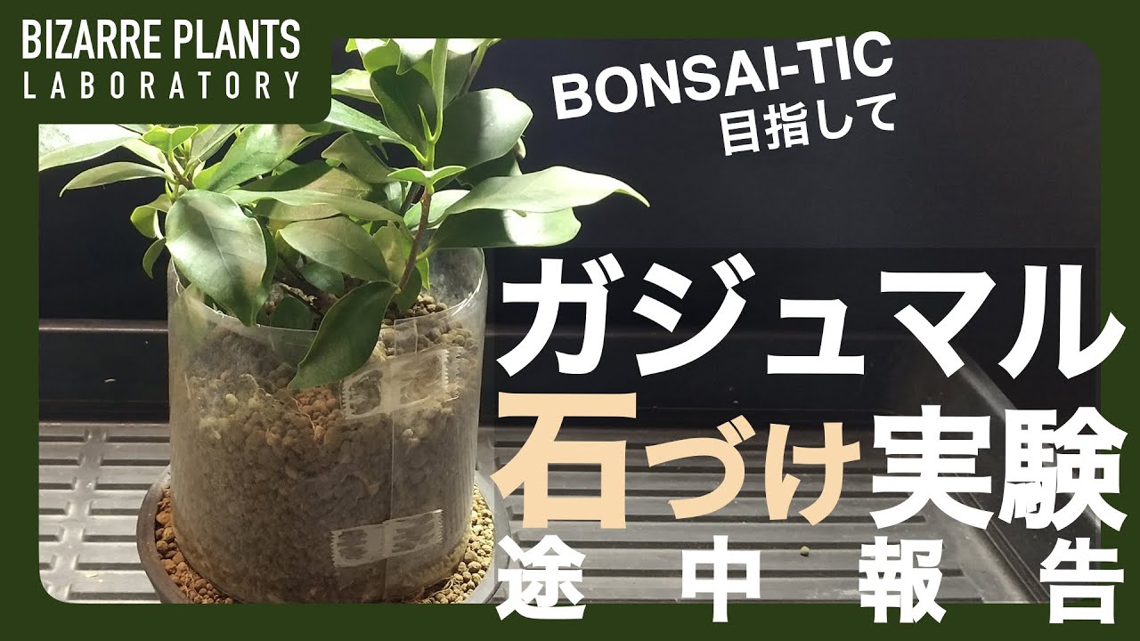 石付ガジュマル 激レア！最高級 ガジュマル 石付き 盆栽 奄美大島産 C