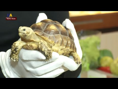 Videó: Veszélyeztetett az afrikai sarkantyús teknős?