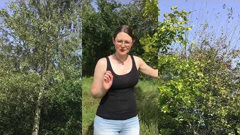 Learn UK Trees - Common Beech (Fagus sylvatica)