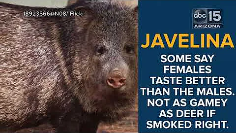 WEIRD! 7 strange things people from Arizona eat - ABC15 Digital