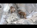 サル山:赤ちゃんたちの可愛い時間(ニホンザル)@上野動物園 - DSCN5088