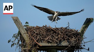 Empty osprey nests and starving chicks have some blaming overfishing
