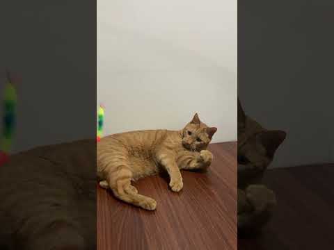 【茶トラ猫】おニューのおもちゃに大はしゃぎするジラフ#shorts