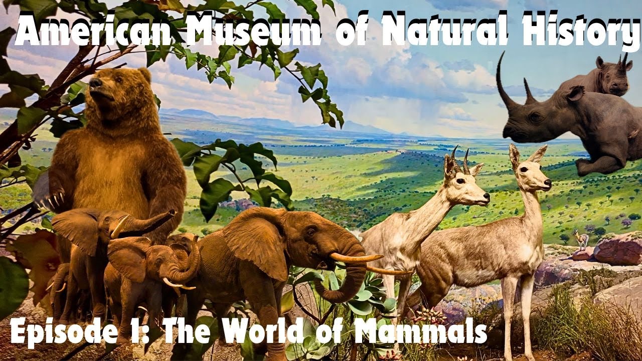 American Museum of Natural History - Episode 1: The World of Mammals