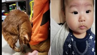 ４歳男児に惚れたメスの茶色猫がしつこく体をこすりつける