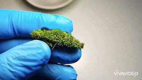 How to find a WATERBEAR (tardigrade)