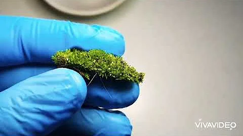 How to find a WATERBEAR (tardigrade)