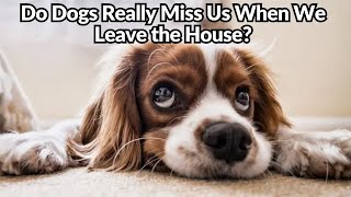 Do Dogs Truly Miss Us When We're Gone? by Visionary Keto Pet Foods 49 views 10 months ago 2 minutes, 40 seconds