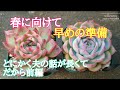 【夫婦多肉】こんな時期に鉢増し！昔植えてた土は何だろな？