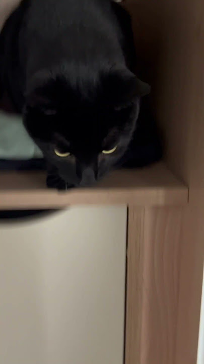 Cat Found In Wardrobe #shorts .#cat #cats #catvideos #funny #funny