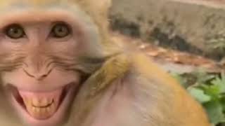 Monkey laughing with a Man |Funny Videos (Can't stop laughing😂) Update