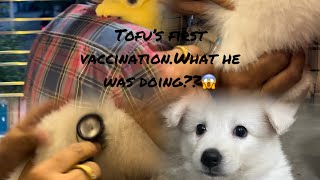 Tofu’s vaccination 💉.what he was doing at last!!😱🤣.Watch full video.😱 #puppy #puppyvideos #doglover✨
