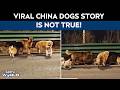 China S Viral 7 Stolen Dogs Story Turns Out To Be Fake Here S What Really Happened 