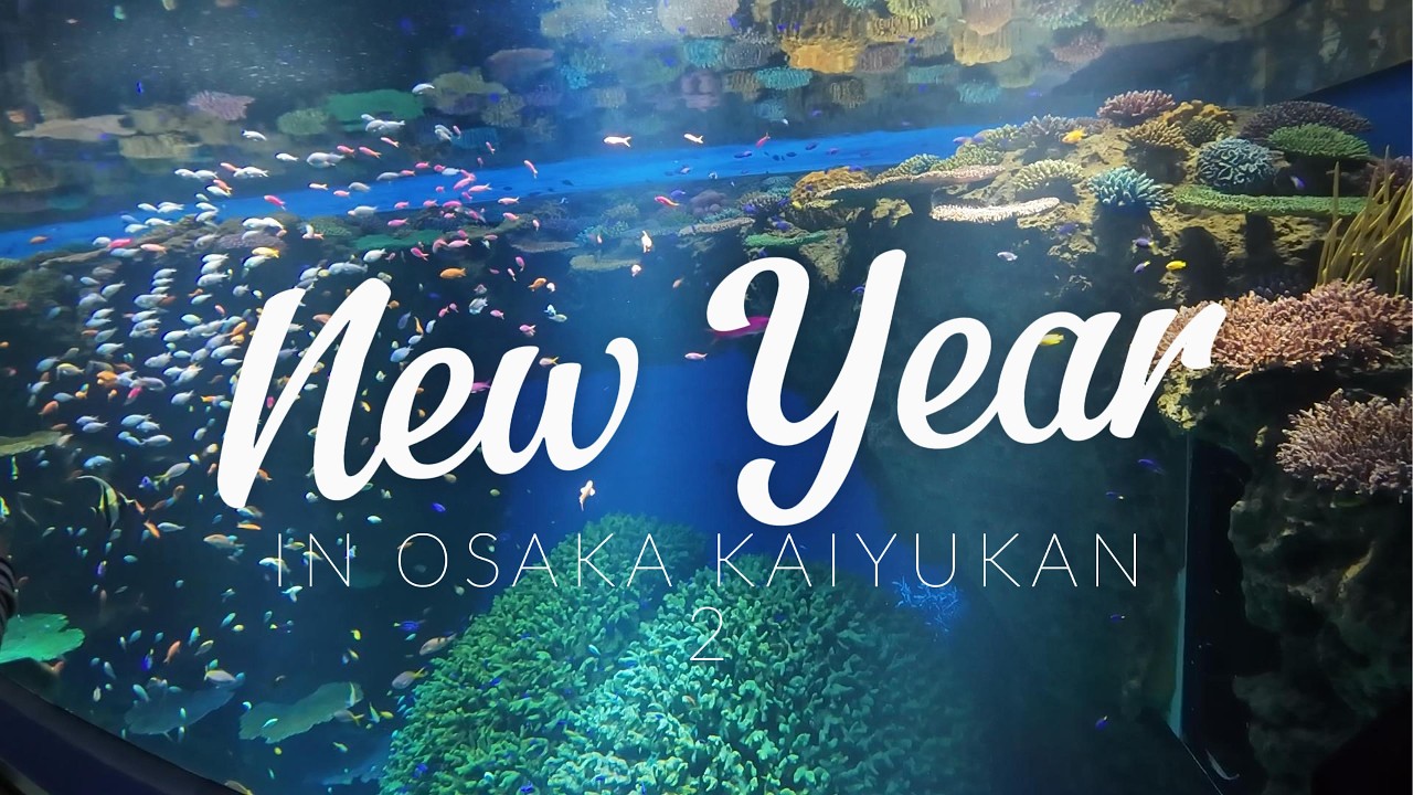 在日华人带你看：新年人気游，人比鱼还多 之 大阪海游馆 2