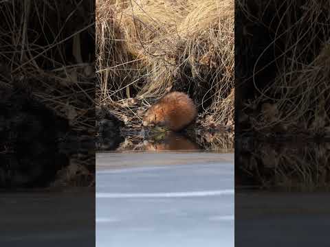 Ондатра-гурман кушает моллюсков (Ondatra zibethicus) #природа #wildlife #животные