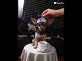 Ozzy voando #cachorro #ozzy