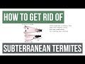 How to Get Rid Of Eastern Subterranean Termites Guaranteed- 4 Easy Steps