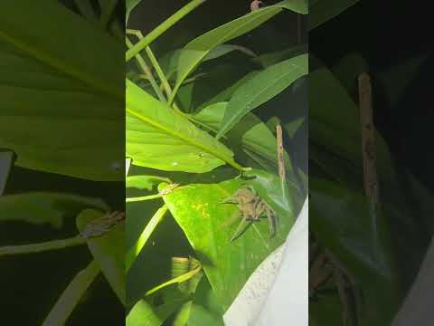 Catching the Most VENOMOUS Spider!