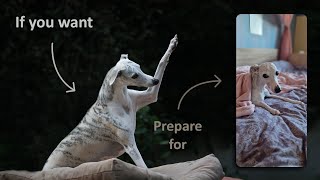 The Reality Of Senior Whippet Care - Dementia, Mobility Loss, Picky Eating by ShowPaws 1,244 views 5 months ago 14 minutes, 20 seconds