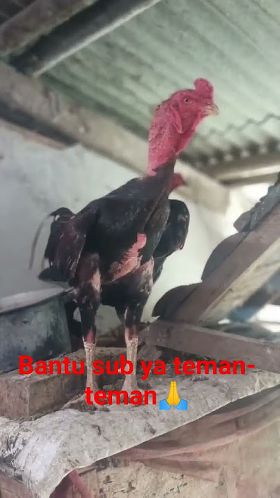 kalah menang sudah biasa🙏 #ayamberkualitas #ayambangkok #ayamlayer #ayam