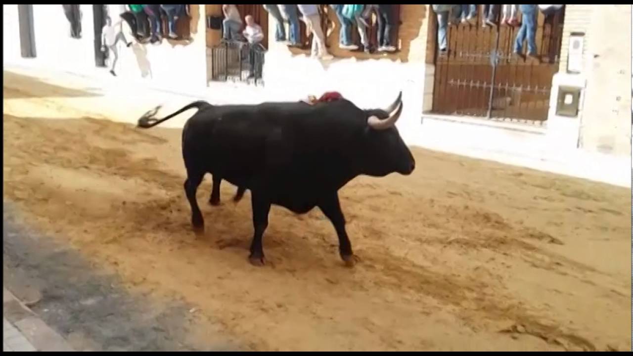 QUART DE LES VALLS BOU DE MAIG