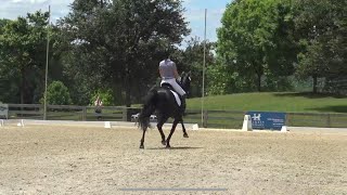 Celebrity Felicity USDF 3rd Level Test 3 with a 65+ Wealth