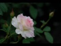 茉奈佳奈「 いのちの歌 」Song of Life