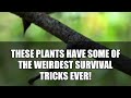 7 Bizarre Plant Adaptations You Won't Believe! #shorts