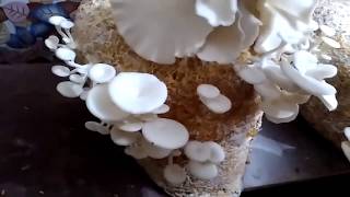 आप भी अपने घर में मशरूम लगा सकते है। Grow Oyster Mushrooms