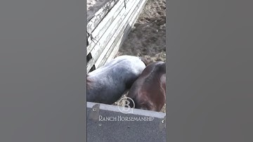 How To Make A Flagging Horse 3.8