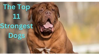 The Top 11 Strongest Dogs by Arthur and the Animal Kingdom 1,261 views 3 months ago 7 minutes, 40 seconds