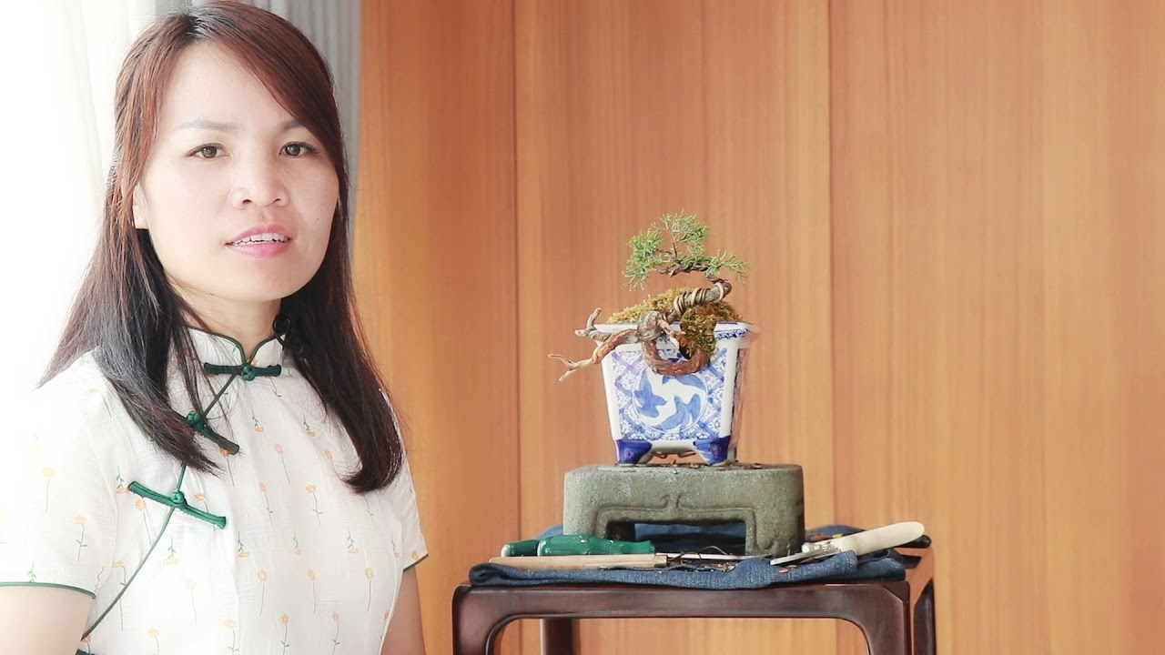 小柏树盆景枯掉了一半，做成舍利，枯木逢春！