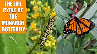 The Life Cycle of a Monarch Butterfly