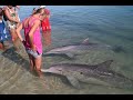 Анапа, пляж Витязево, дельфины, кадры, просто фантастика!