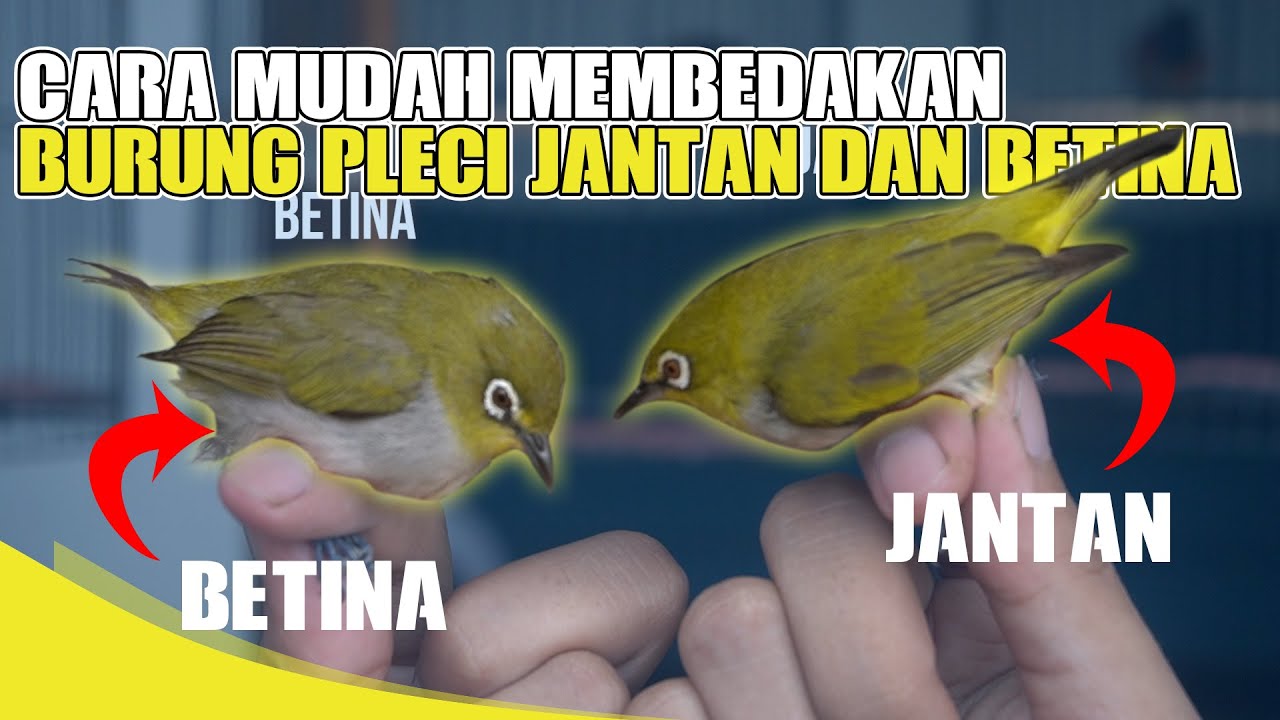 CARA MEMBEDAKAN BURUNG PLECI JANTAN DAN BETINA PALING MUDAH ‼‼ AMPUHH ❗❗