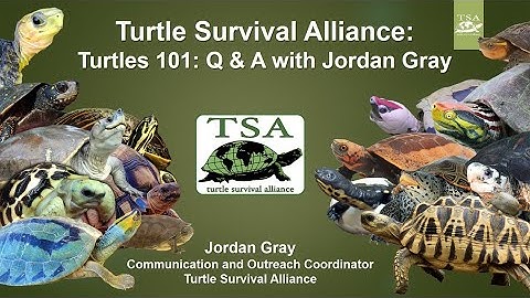 Turtles 101: Q & A with Jordan Gray