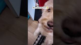 Worst guard dog ever? 🐕😂🐾 #shorts #dog #funny