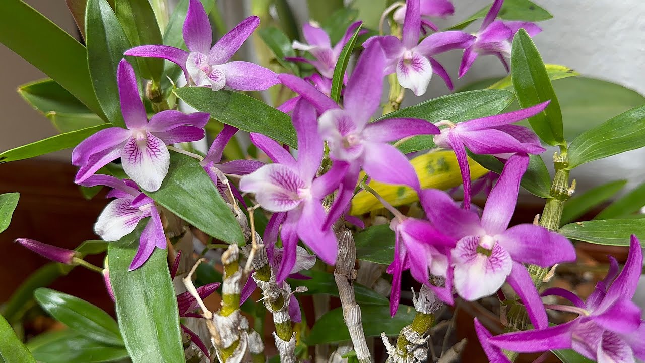 orquídeas y sus primeras floraciones