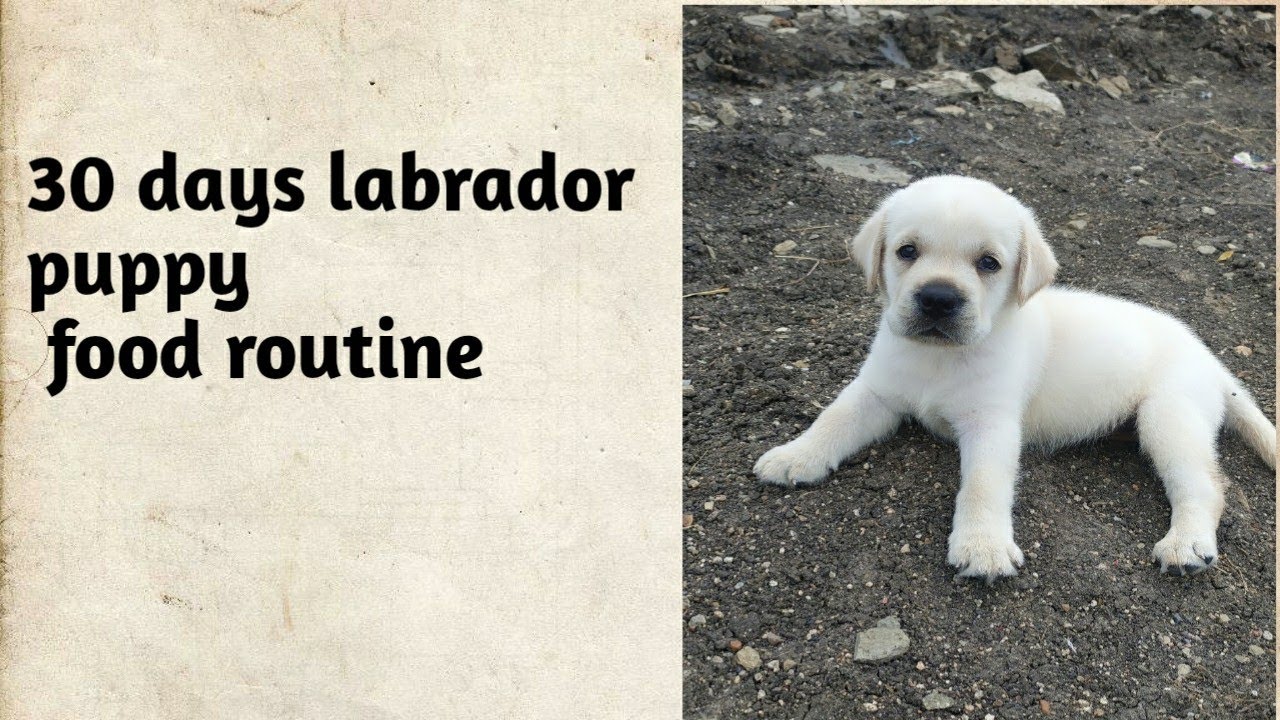 30 days Labrador puppy lunch routine 🐶🐾😋 #labradorretriever #labrador # ...