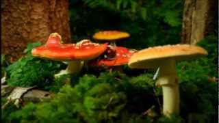 National Geographic  - Kingdom Of The Forest - Fungi