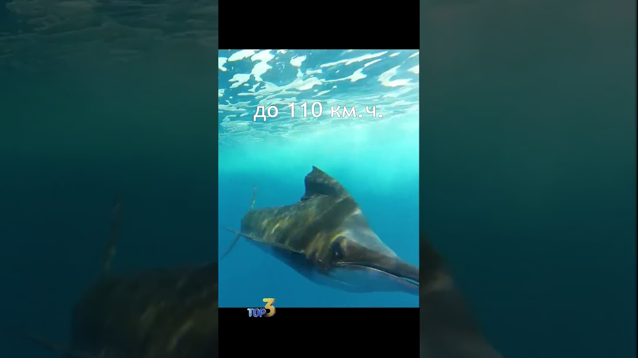 Самые быстрые рыбы.